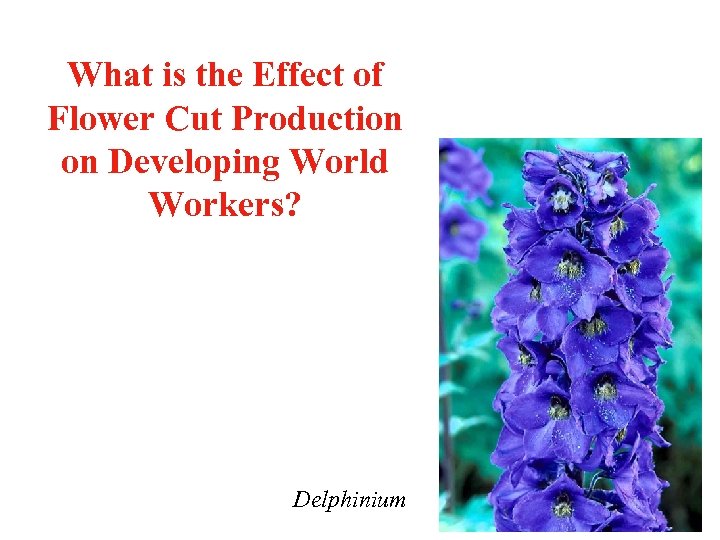 What is the Effect of Flower Cut Production on Developing World Workers? Delphinium 