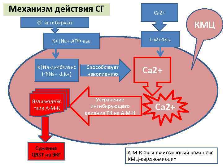 Механизм действия СГ Са 2+ КМЦ СГ ингибируют L-каналы K+|Na+-АТФ-аза K|Na-дисбаланс (↑Na+ ↓К+) Взаимодейс