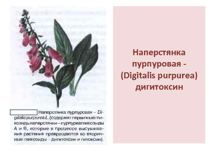 Наперстянка пурпуровая - (Digitalis purpurea) дигитоксин 