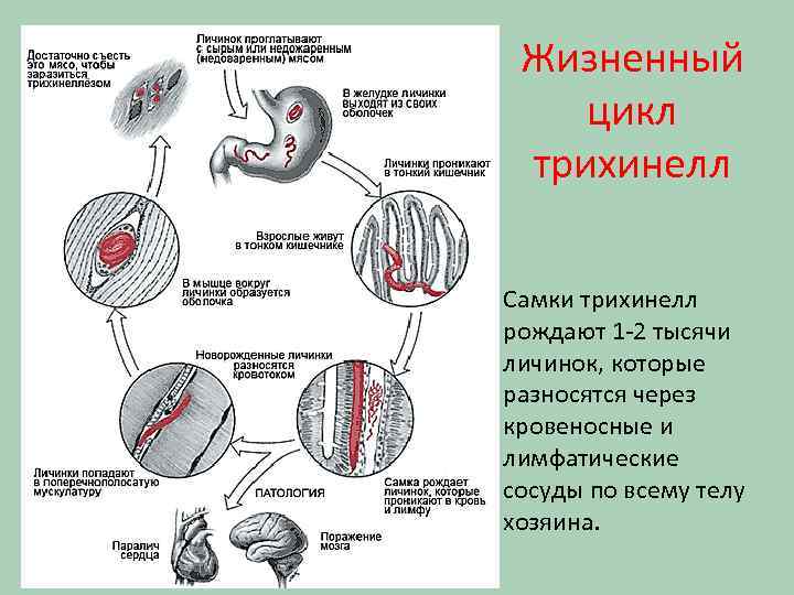 Развитие трихинеллы Жизненный цикл трихинелл Самки трихинелл рождают 1 -2 тысячи личинок, которые разносятся