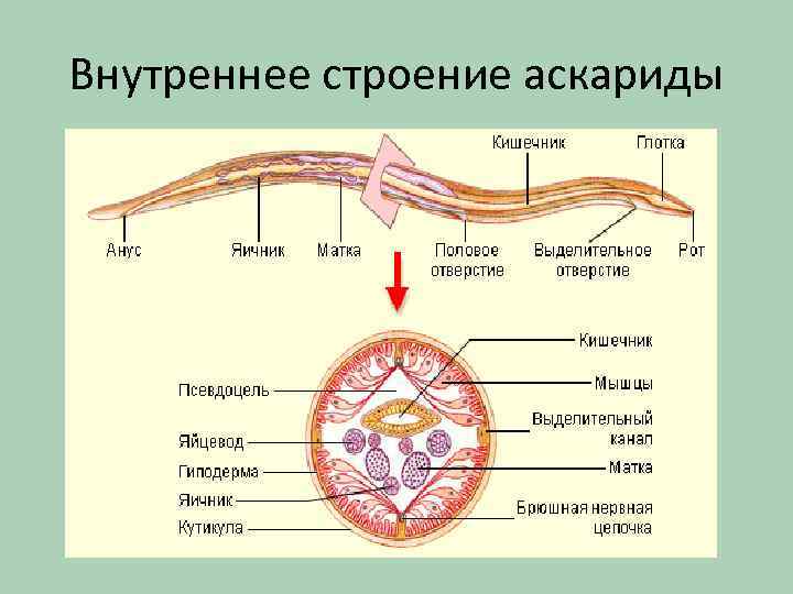 Внутреннее строение аскариды 