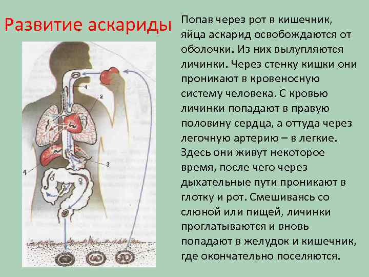 Развитие аскариды Попав через рот в кишечник, яйца аскарид освобождаются от оболочки. Из них