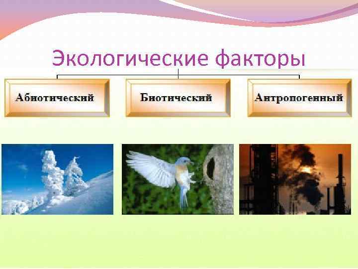 Экологические факторы 