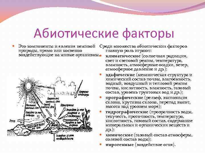  Абиотические факторы Это компоненты и явления неживой Среди множества абиотических факторов главную роль