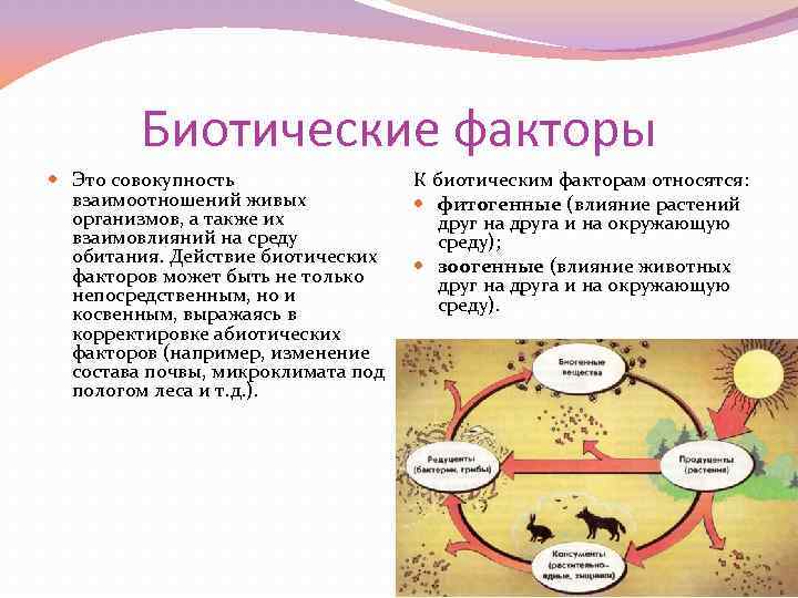 Биотические факторы Это совокупность взаимоотношений живых организмов, а также их взаимовлияний на среду обитания.