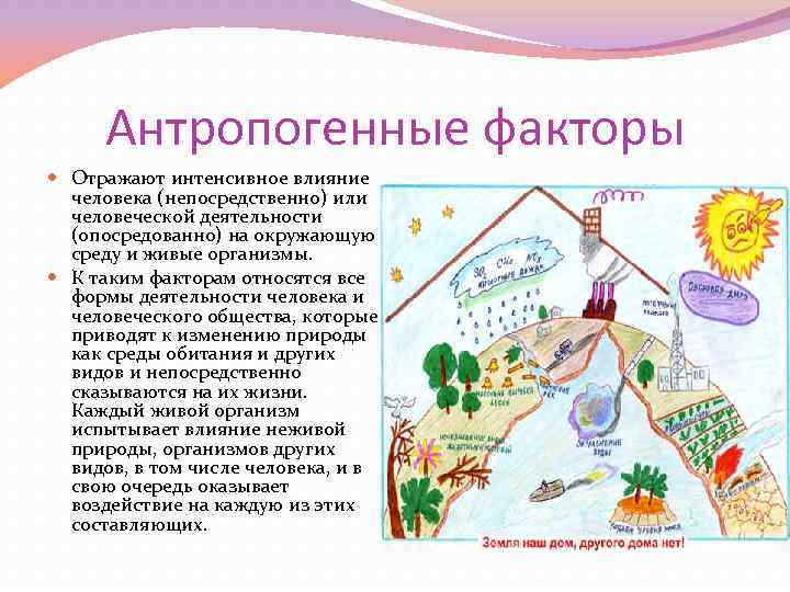 Антропогенные факторы Отражают интенсивное влияние человека (непосредственно) или человеческой деятельности (опосредованно) на окружающую среду