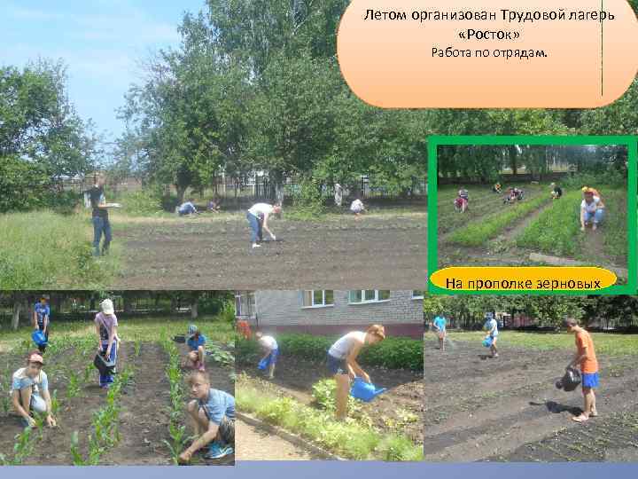 Летом организован Трудовой лагерь «Росток» Работа по отрядам. На прополке зерновых 