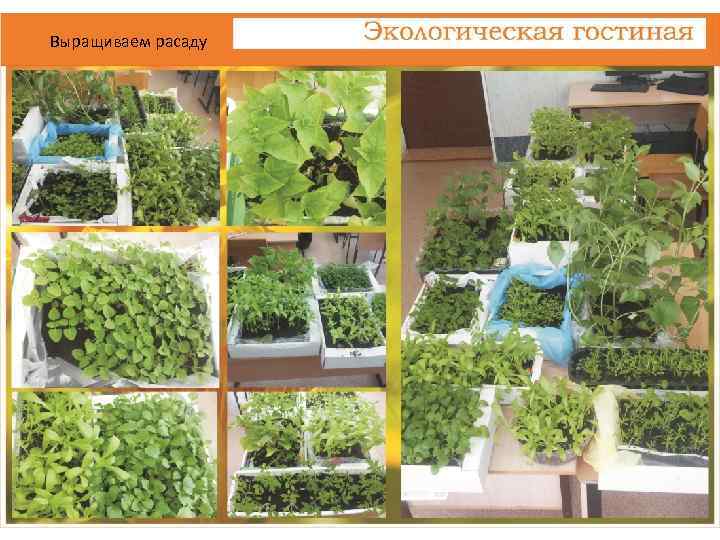 Выращиваем расаду 