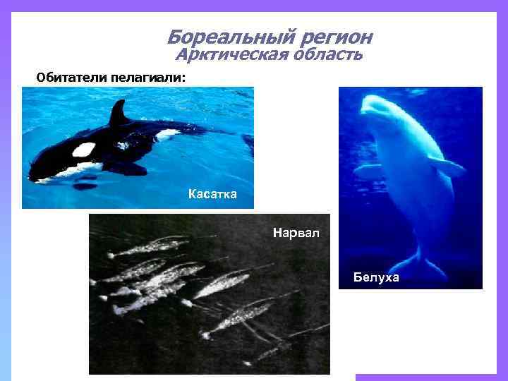 Бореальный регион Арктическая область Обитатели пелагиали: Касатка Нарвал Белуха 