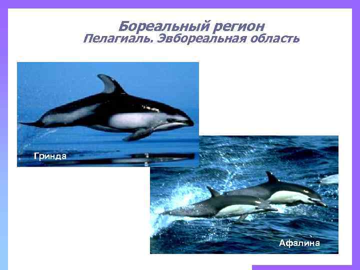 Бореальный регион Пелагиаль. Эвбореальная область Гринда Афалина 