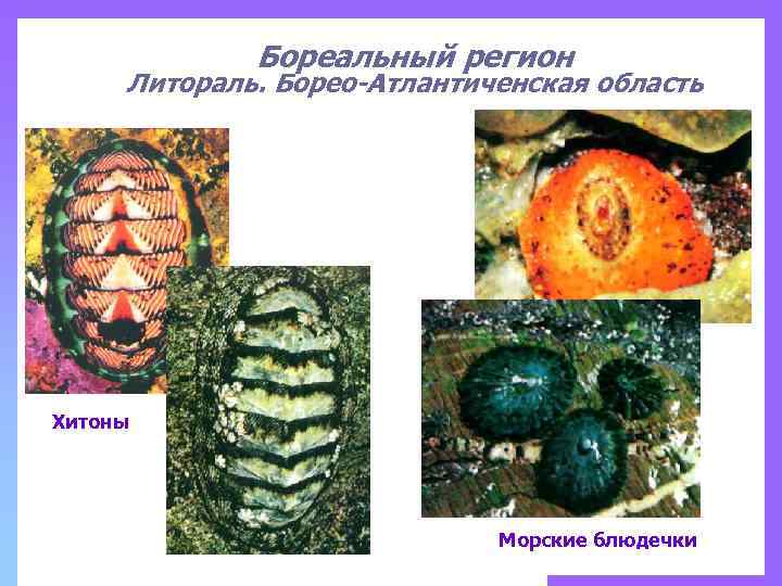 Бореальный регион Литораль. Борео-Атлантиченская область Хитоны Морские блюдечки 