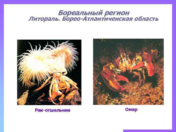 Бореальный регион Литораль. Борео-Атлантиченская область Рак-отшельник Омар 