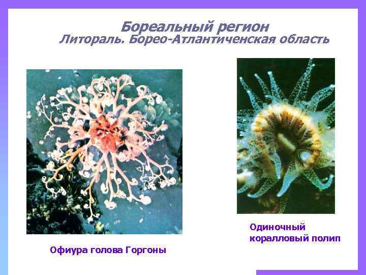 Бореальный регион Литораль. Борео-Атлантиченская область Одиночный коралловый полип Офиура голова Горгоны 