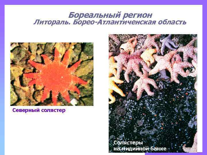 Бореальный регион Литораль. Борео-Атлантиченская область Северный солястер Солястеры на мидийной банке 