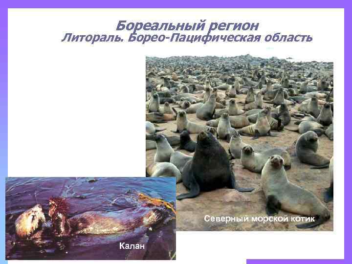 Бореальный регион Литораль. Борео-Пацифическая область Северный морской котик Калан 