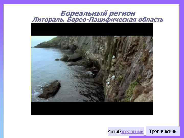 Бореальный регион Литораль. Борео-Пацифическая область Антибореальный Тропический 