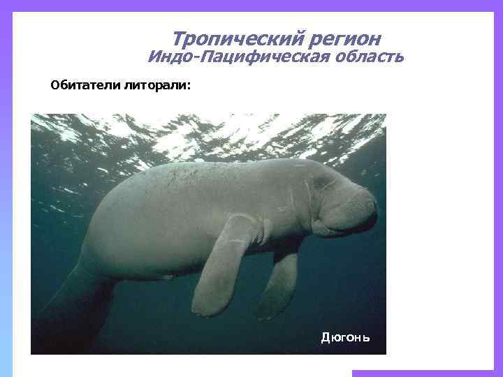 Тропический регион Индо-Пацифическая область Обитатели литорали: Дюгонь 