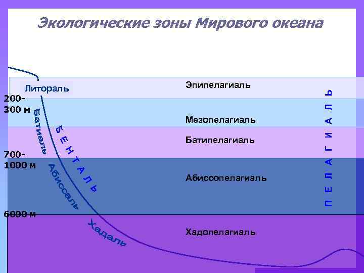 Вертикальная структура мирового океана. Литораль Батиаль абиссаль. Экологические зоны мирового океана схема. Вертикальная зональность мирового океана. Какие природные зоны в океанах