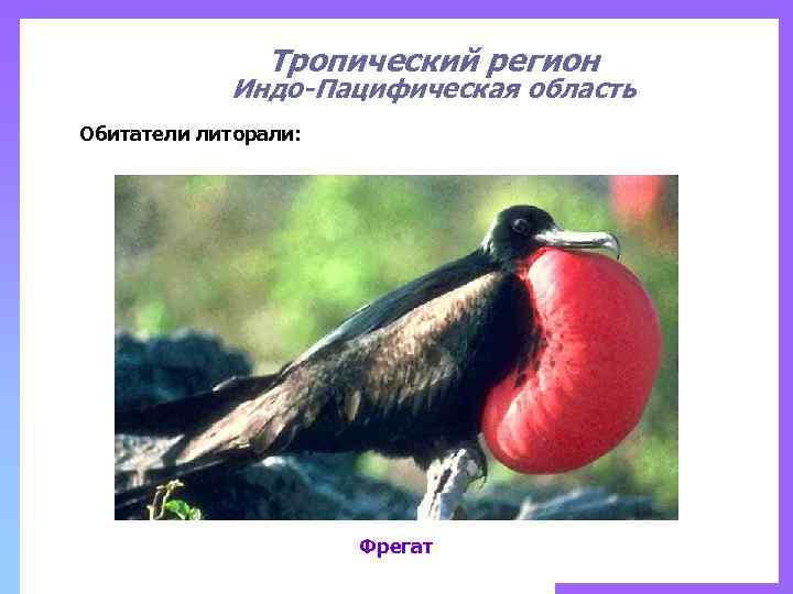 Тропический регион Индо-Пацифическая область Обитатели литорали: Фрегат 