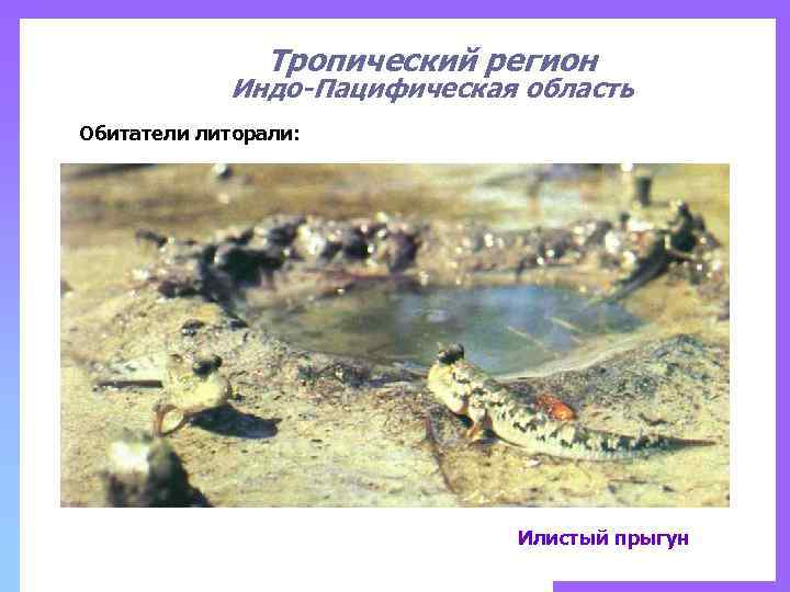 Тропический регион Индо-Пацифическая область Обитатели литорали: Илистый прыгун 