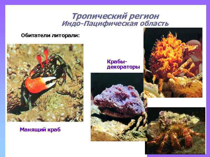 Тропический регион Индо-Пацифическая область Обитатели литорали: Крабыдекораторы Манящий краб 