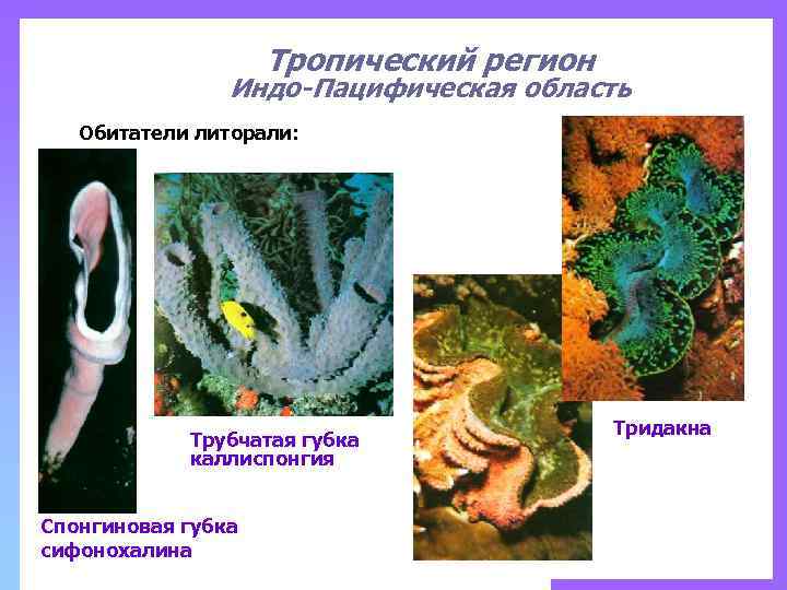 Тропический регион Индо-Пацифическая область Обитатели литорали: Трубчатая губка каллиспонгия Спонгиновая губка сифонохалина Тридакна 