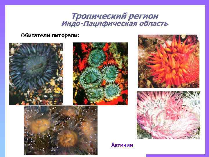 Тропический регион Индо-Пацифическая область Обитатели литорали: Актинии 