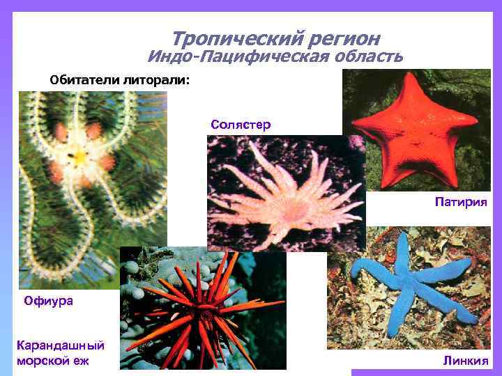 Тропический регион Индо-Пацифическая область Обитатели литорали: Солястер Патирия Офиура Карандашный морской еж Линкия 