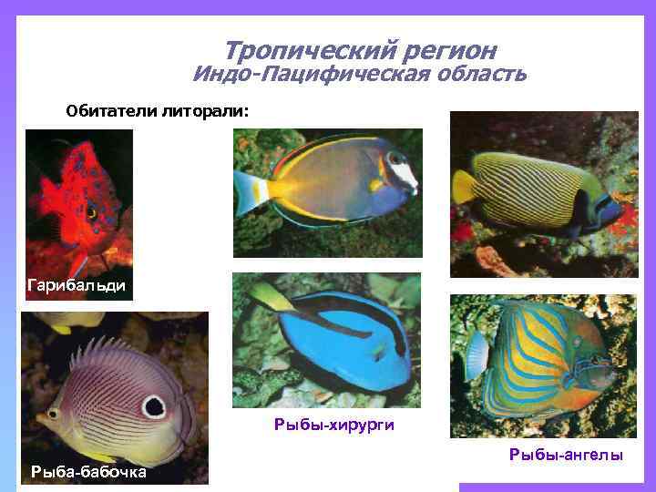 Тропический регион Индо-Пацифическая область Обитатели литорали: Гарибальди Рыбы-хирурги Рыба-бабочка Рыбы-ангелы 