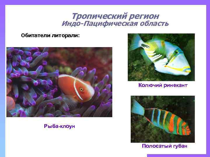 Тропический регион Индо-Пацифическая область Обитатели литорали: Колючий ринекант Рыба-клоун Полосатый губан 