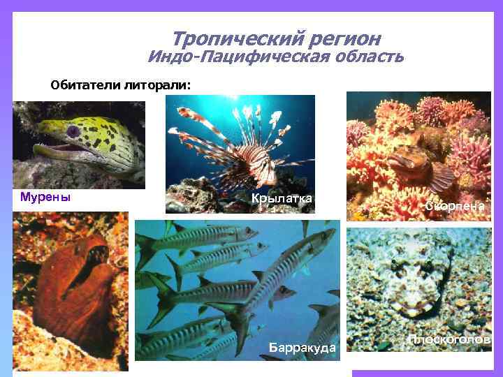 Тропический регион Индо-Пацифическая область Обитатели литорали: Мурены Крылатка Барракуда Скорпена Плоскоголов 