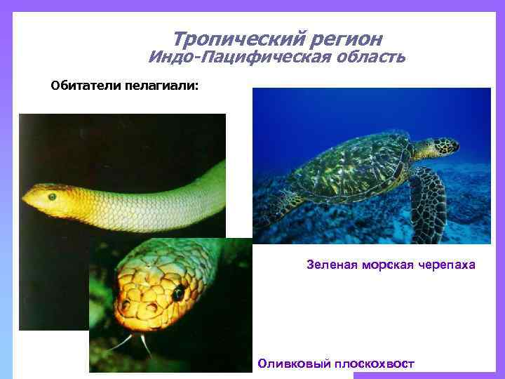 Тропический регион Индо-Пацифическая область Обитатели пелагиали: Зеленая морская черепаха Оливковый плоскохвост 