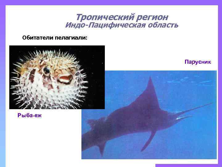 Тропический регион Индо-Пацифическая область Обитатели пелагиали: Парусник Рыба-еж 