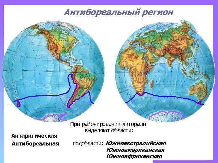 Антибореальный регион Антарктическая Антибореальная При районировании литорали выделяют области: подобласти: Южноавстралийская Южноамериканская Южноафриканская 