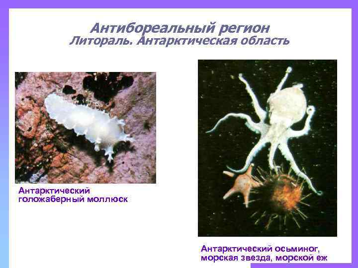 Антибореальный регион Литораль. Антарктическая область Антарктический голожаберный моллюск Антарктический осьминог, морская звезда, морской еж
