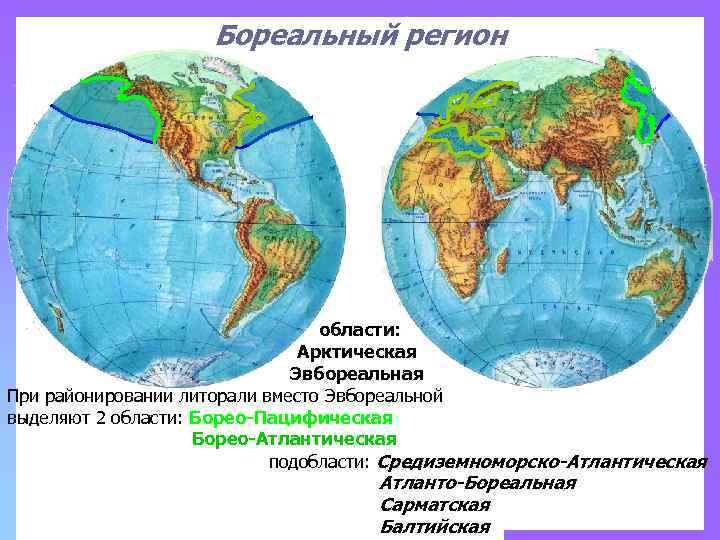 Бореальный регион области: Арктическая Эвбореальная При районировании литорали вместо Эвбореальной выделяют 2 области: Борео-Пацифическая