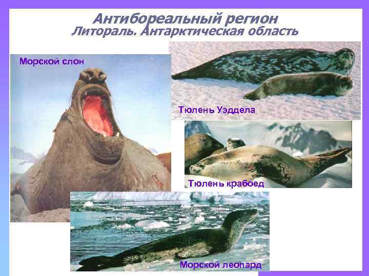 Антибореальный регион Литораль. Антарктическая область Морской слон Тюлень Уэддела Тюлень крабоед Морской леопард 