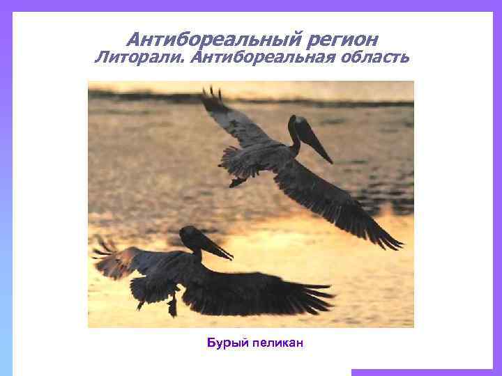 Антибореальный регион Литорали. Антибореальная область Бурый пеликан 