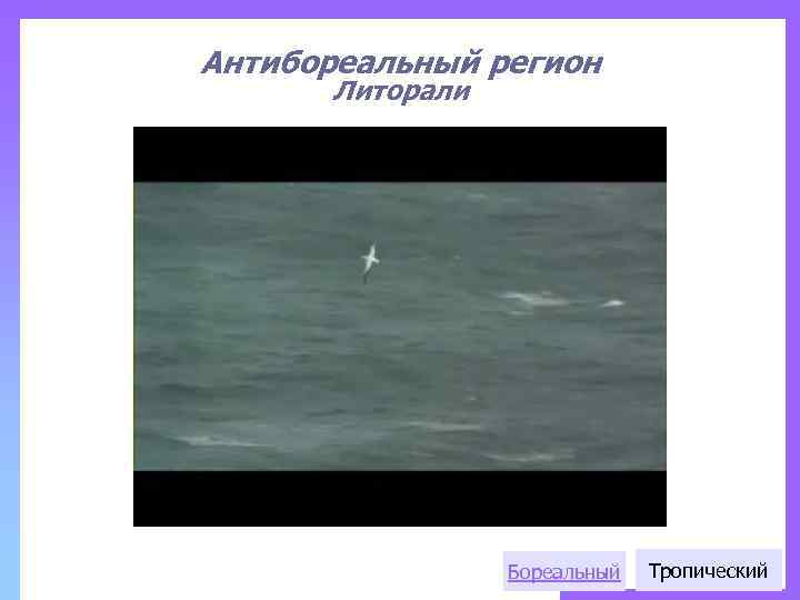 Антибореальный регион Литорали Бореальный Тропический 