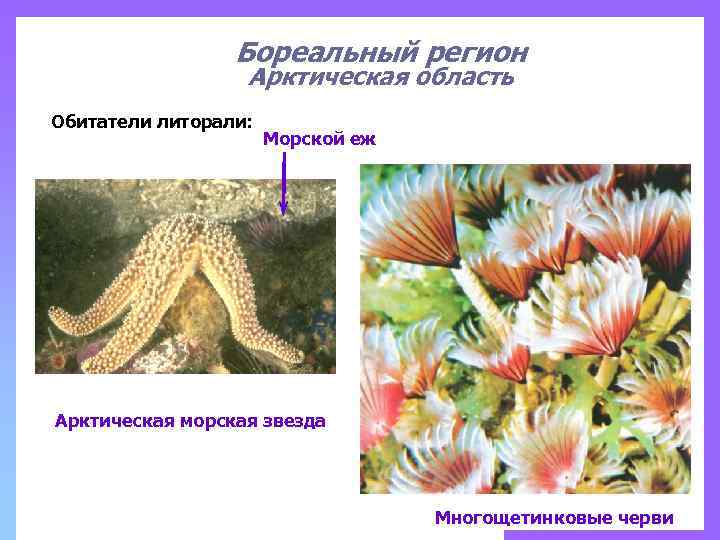 Бореальный регион Арктическая область Обитатели литорали: Морской еж Арктическая морская звезда Многощетинковые черви 