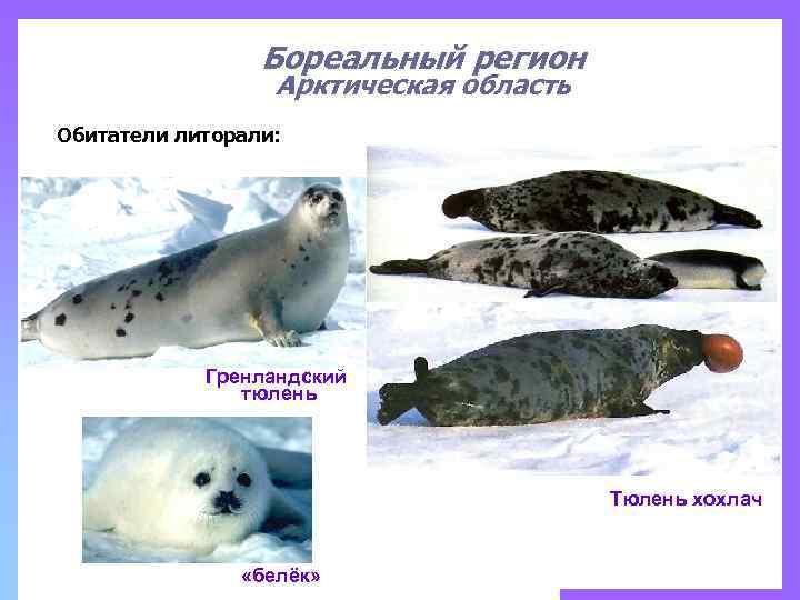 Бореальный регион Арктическая область Обитатели литорали: Гренландский тюлень Тюлень хохлач «белёк» 