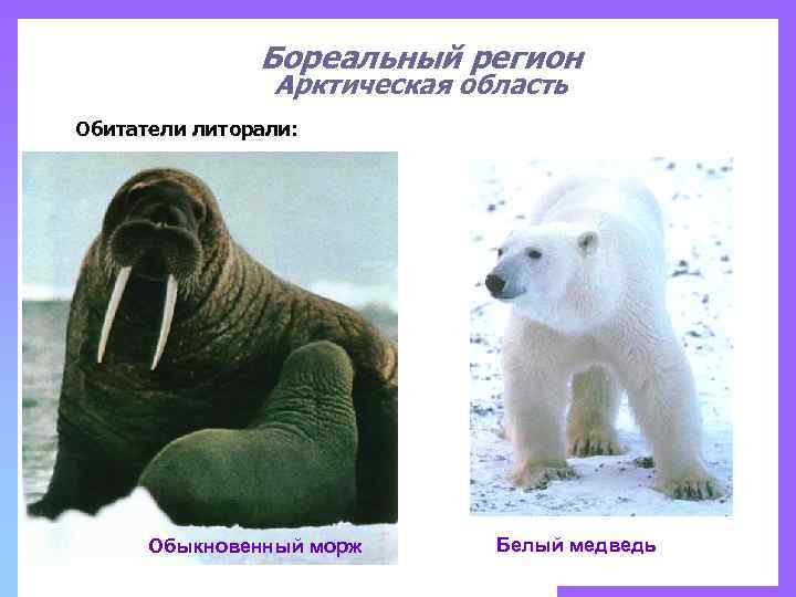 Бореальный регион Арктическая область Обитатели литорали: Обыкновенный морж Белый медведь 