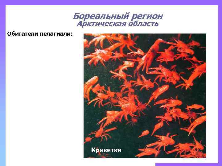 Бореальный регион Арктическая область Обитатели пелагиали: Креветки 
