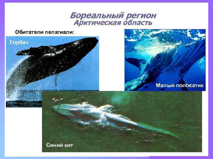 Бореальный регион Арктическая область Обитатели пелагиали: Горбач Малый полосатик Синий кит 