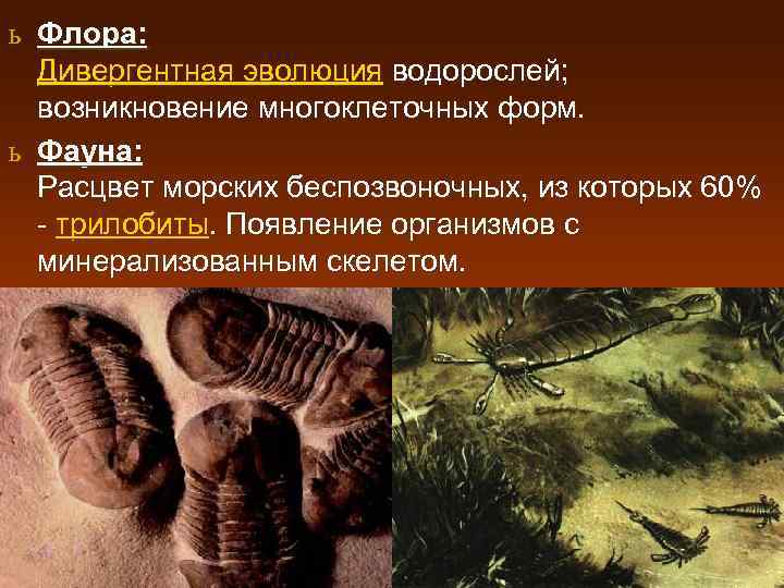 ь Флора: Дивергентная эволюция водорослей; возникновение многоклеточных форм. ь Фауна: Расцвет морских беспозвоночных, из