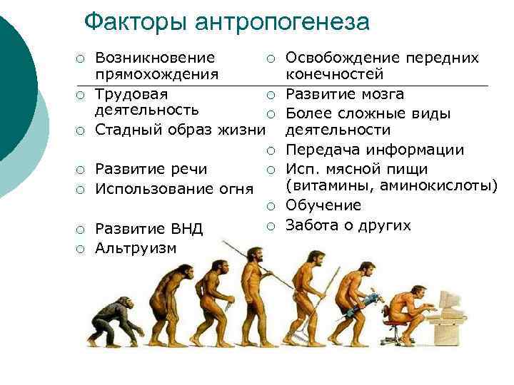 Причины прямохождения. Трудовая деятельность фактор антропогенеза. Ступени развития человека Антропогенез. Развитие человека этапы эволюции. Социальные этапы антропогенеза.