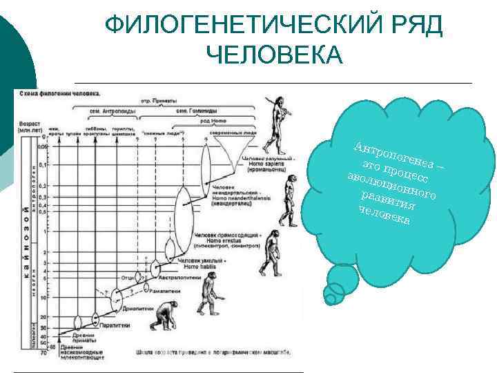 Схема антропогенеза человека