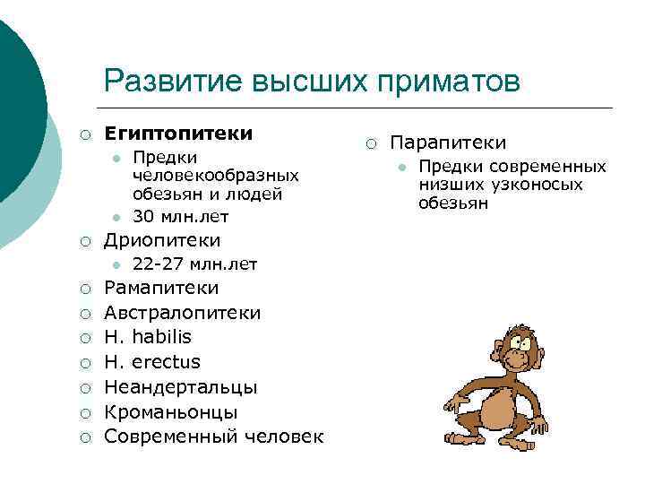 Развитие высших приматов ¡ Египтопитеки l l ¡ Дриопитеки l ¡ ¡ ¡ ¡