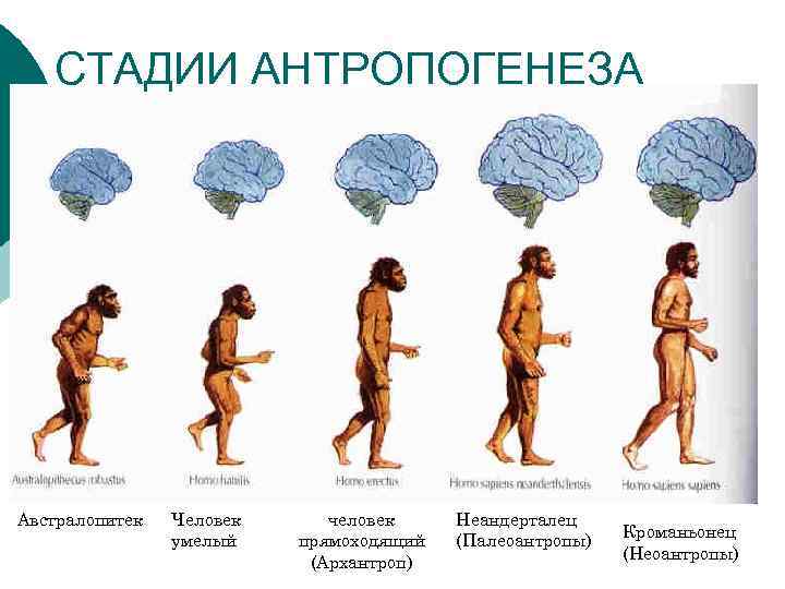 Стадии антропогенеза картинки