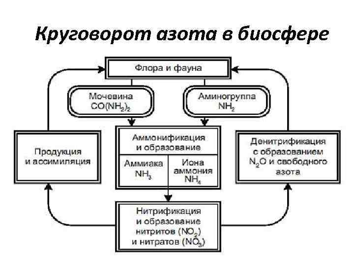 Круговорот азота в биосфере 